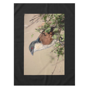 Mantel Coucal de Burchell