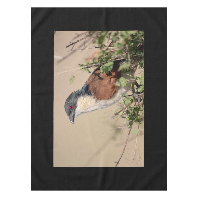 Mantel Coucal de Burchell (Anverso)