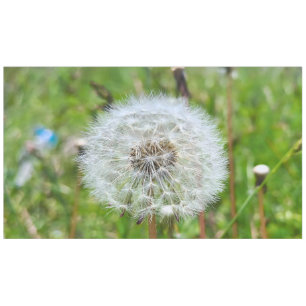 Mantel Diente de León Perfecto – Fotografía Macro Botánic