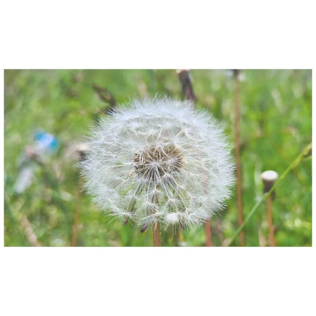 Mantel Diente de León Perfecto – Fotografía Macro Botánic (Frente (Horizontal))
