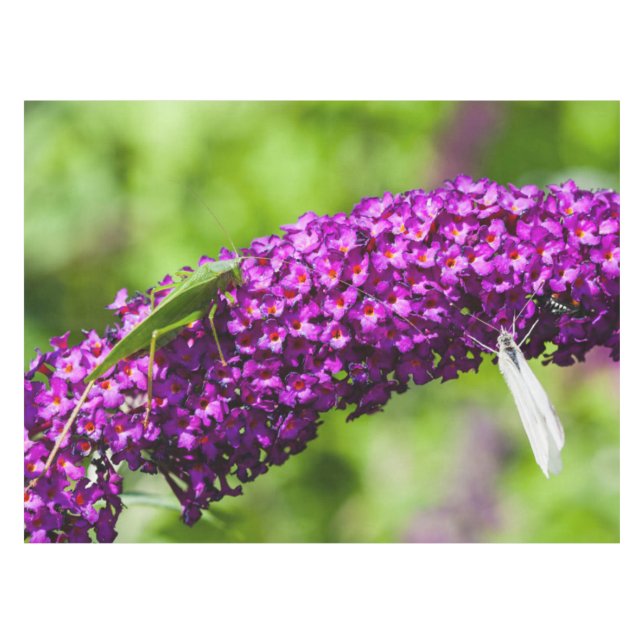 Mantel energía katydid (Frente (Horizontal))