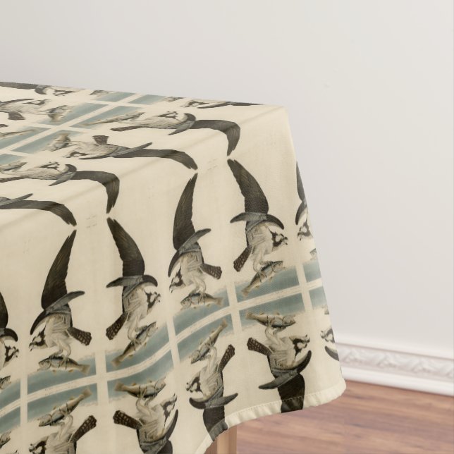 Mantel Halcón de pescado, Osprey, de los pájaros estadoun (In Situ)