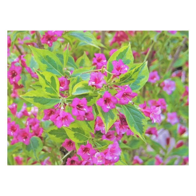 Mantel Hermosa Weigela verde con flores de Crimson (Frente (Horizontal))