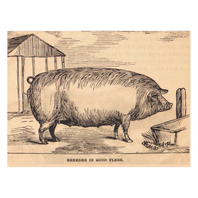 Mantel Huella de cerdo del siglo XIX "Breeder in Good Fle (Frente (Horizontal))