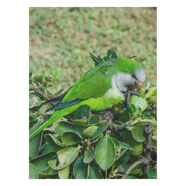 Mantel Loro verde (Anverso)