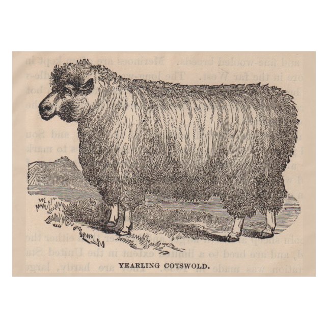 Mantel Ovejas de algodón del siglo XIX (Frente (Horizontal))