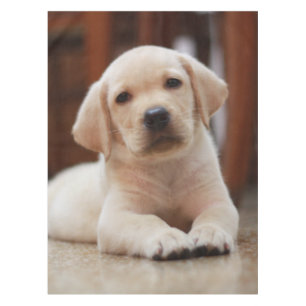 Mantel Perro de perrito amarillo de Labrador del bebé qu