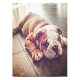 Mantel Perro mentiroso Bulldog inglés  Foto de perro