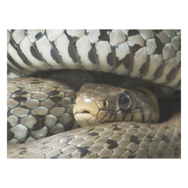 Mantel Serpiente (Frente (Horizontal))