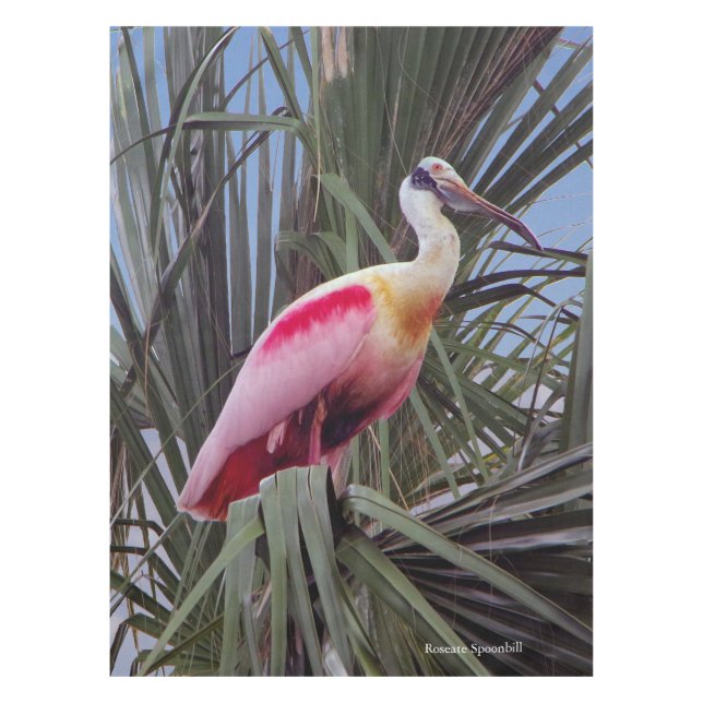 Mantel Sopa roseate Spoonbill (Anverso)