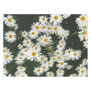 Mantel White Oxeye Daisy, Moon Daisy Meadow