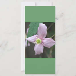 mantener la calma y seguir leyendo, flor de jardín