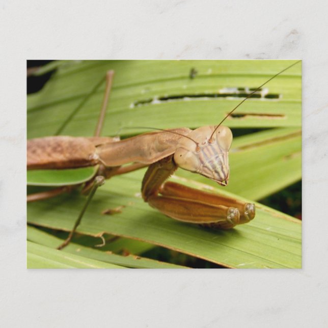 Mantis 83 ~ postal (Anverso)