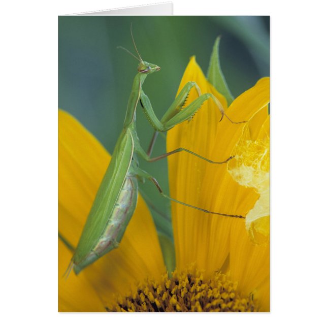 Mantis de oración femenina (Frente)
