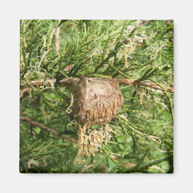 Mantis ~ imán emergente (Frente)