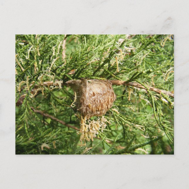 Mantis ~ postal emergente (Anverso)