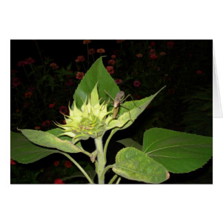 Mantis religiosa en el girasol