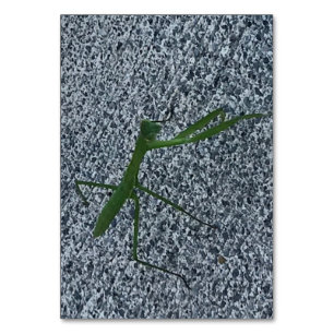 Mantis rezando caminando por la acera, tarjetas de