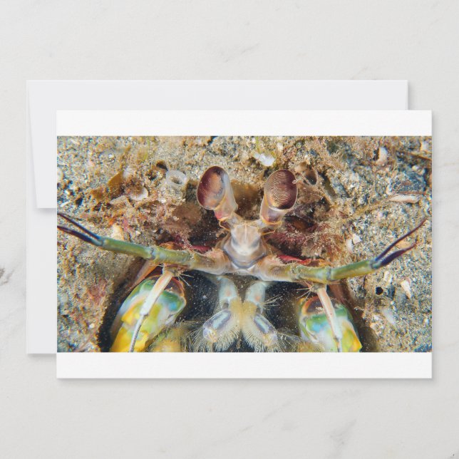 Mantis Shrimp (Anverso)