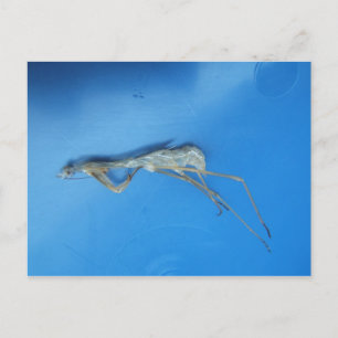 Mantis Skin ~ postal