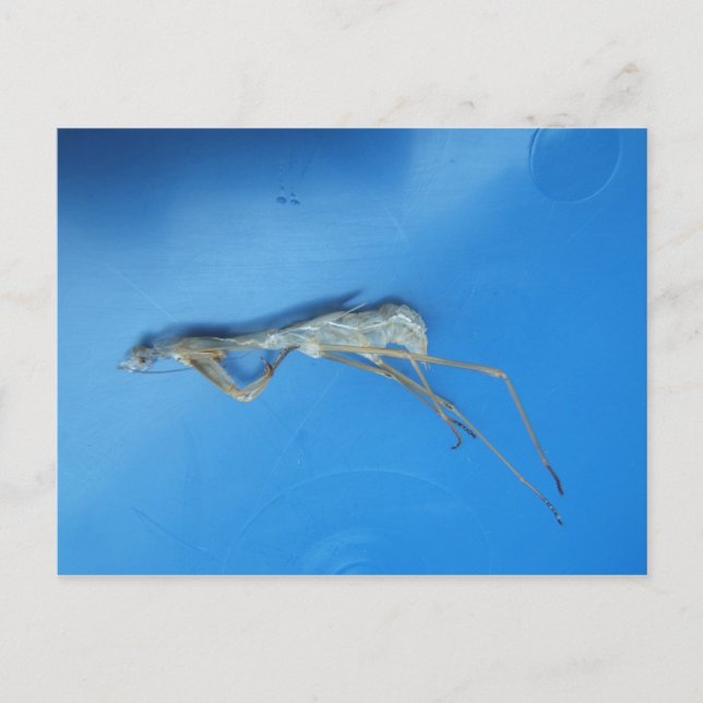 Mantis Skin ~ postal (Anverso)