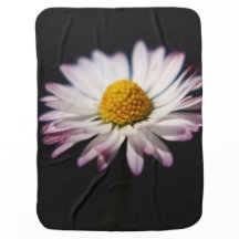 Common Daisy Bbm