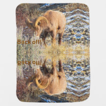 Ovejas de Bighorn de la montaña rocosa