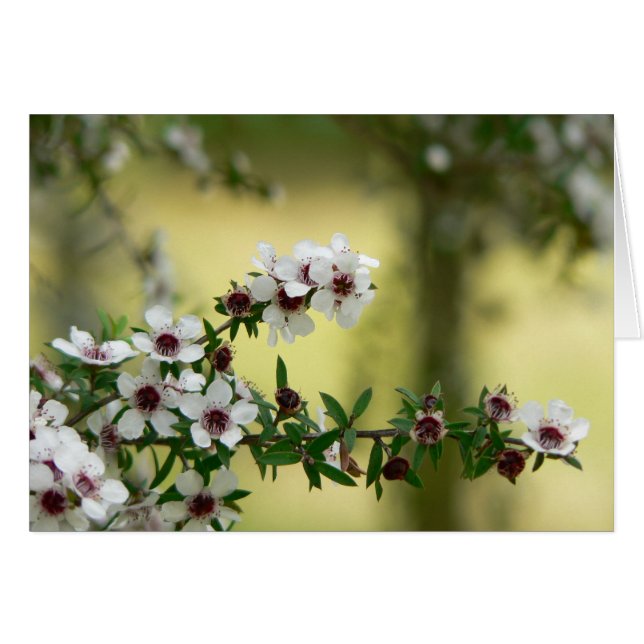 Manuka en floración (Anverso (Horizontal))