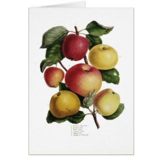Manzanas