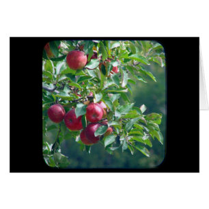Manzanas