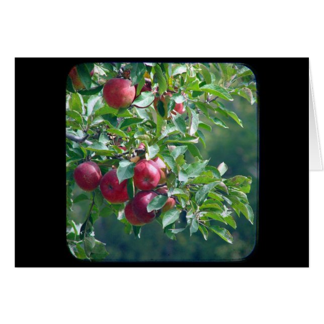 Manzanas (Anverso (Horizontal))