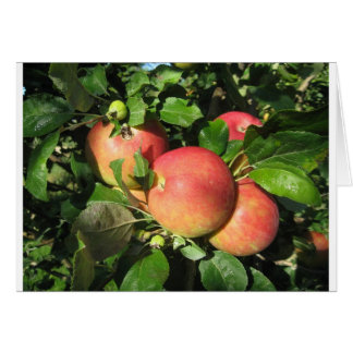 Manzanas de la gala