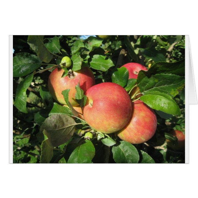 Manzanas de la gala (Anverso (Horizontal))