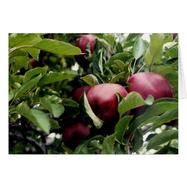 Manzanas en el árbol (Anverso (Horizontal))