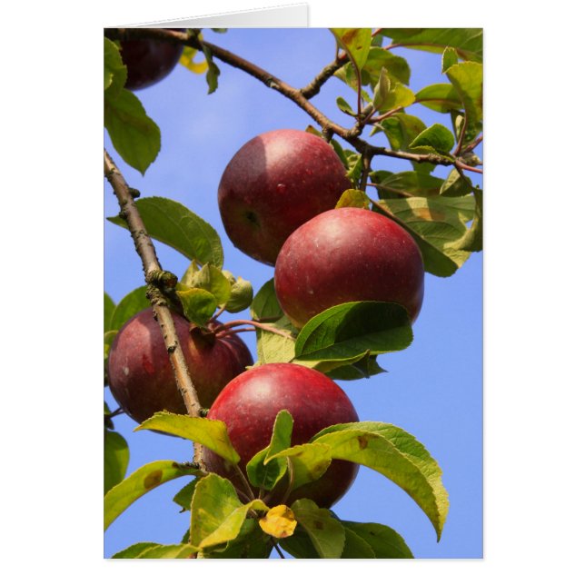 Manzanas rojas (Frente)