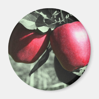 Manzanas rojas en el imán blanco y negro