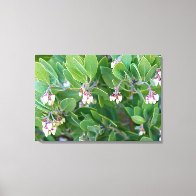 manzanita flor envuelto lienzo (Anverso)