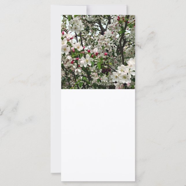 Manzano en Flor (Anverso)