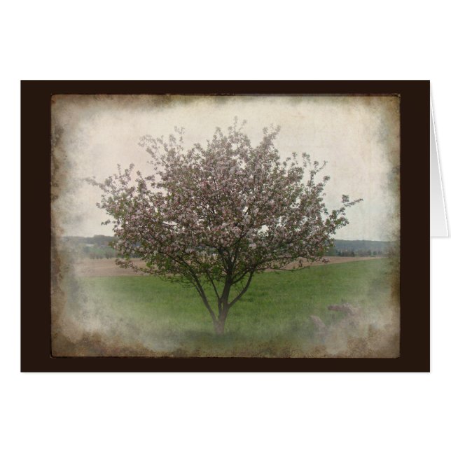 Manzano En la floración (Anverso (Horizontal))