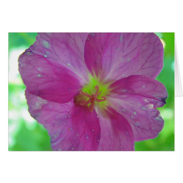 Mapa de saludo floración de juego rosa-amarillo, e (Anverso (Horizontal))