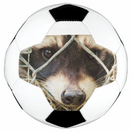 mapache en balón de fútbol