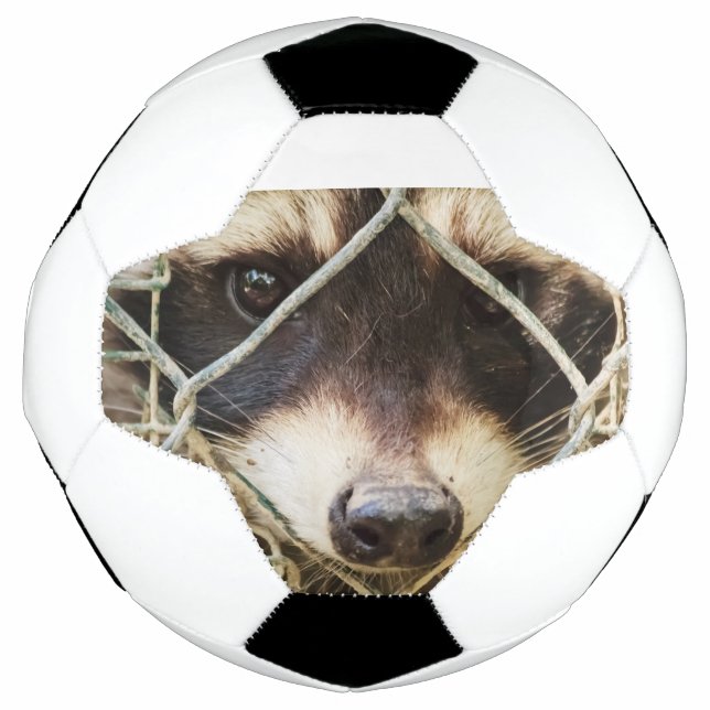 mapache en balón de fútbol (Anverso)