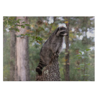 Mapache en tabla de cortar del tocón