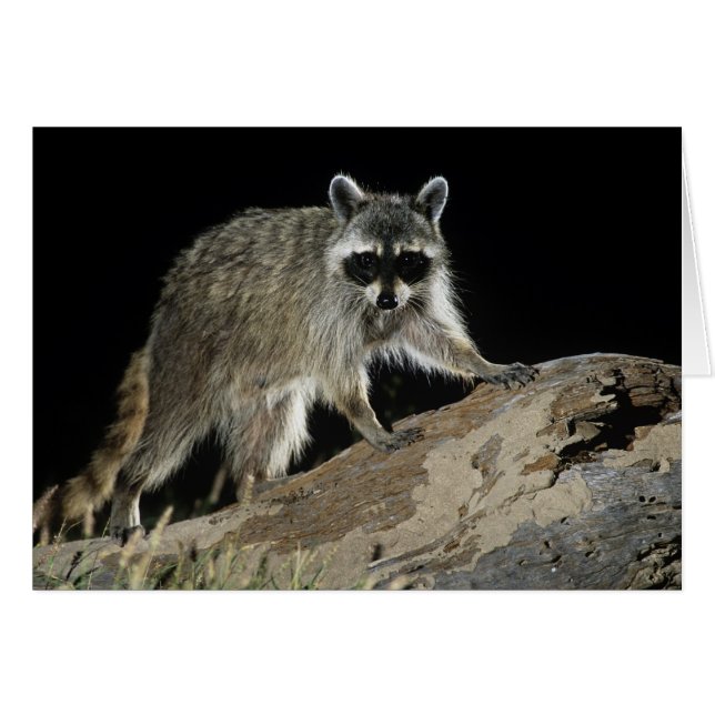 Mapache Norteño, Procyon lotor (Anverso (Horizontal))