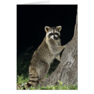 Mapache norteño, Procyon lotor, adulto en árbol