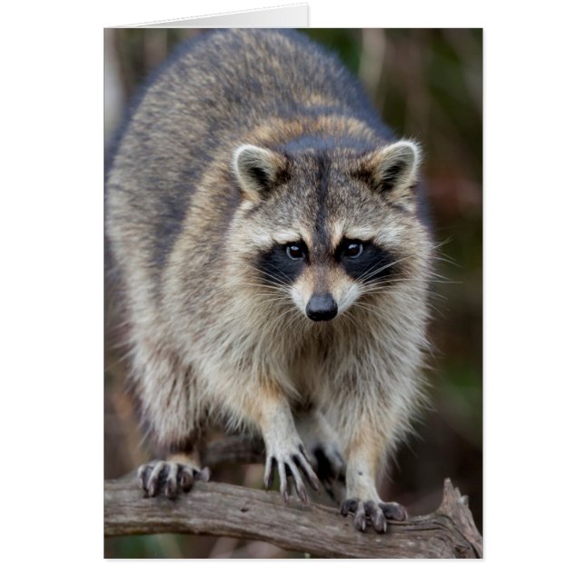 Mapache, Procyon lotor, Florida, EE. UU. 2 (Frente)