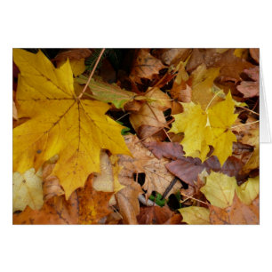 Maple caído deja naturaleza otoño amarilla