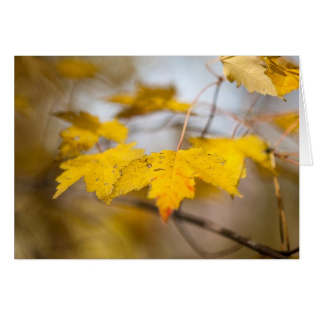 Maple Glow (Anverso (Horizontal))