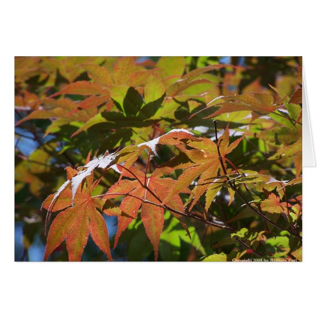 Maple japonés (Anverso (Horizontal))