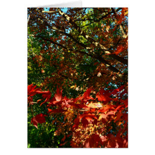 Maple japonés en otoño